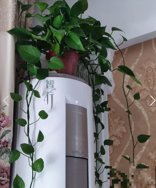 绿萝再好养也有窍门，4个方法，枝条像“喷泉”往外冒