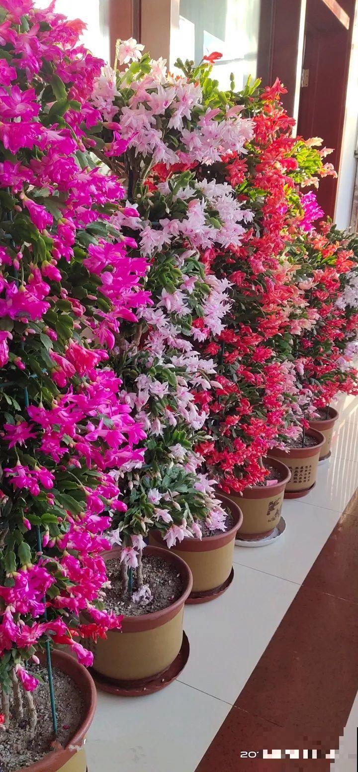 养了30年的玉树,扦插开出9色花,快来沾沾喜气 养了30年的玉树,扦插开出9色花,快来沾沾喜气