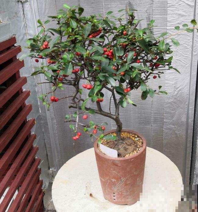 100种常见花,今天终于知道叫什么名了,建议收藏 100种常见花,今天终于知道叫什么名了,建议收藏