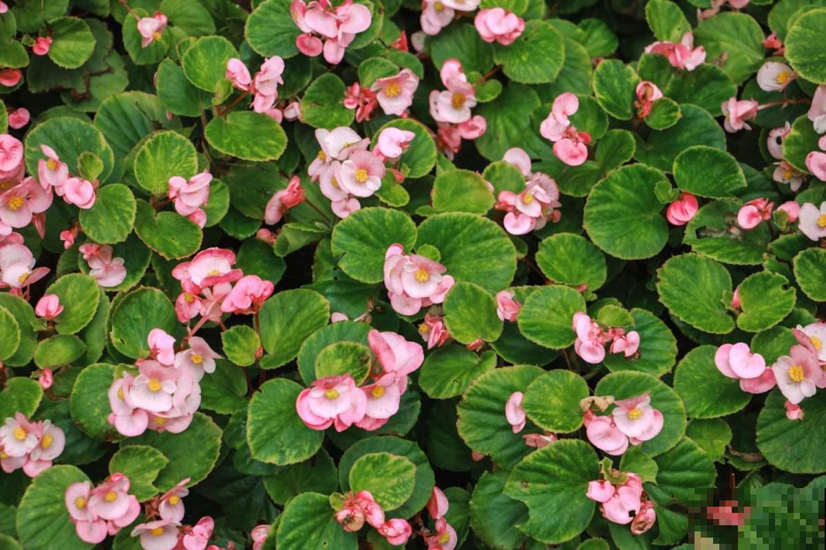 天热懒人养花必备的3种花，非常好打理，花点心思就能活