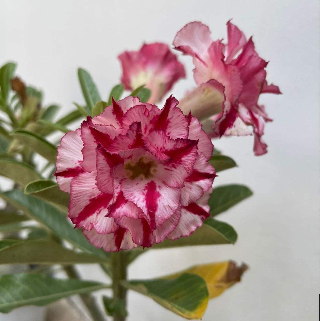 8月逛花市，看到3种花直接买回家，多晒太阳很快爆盆