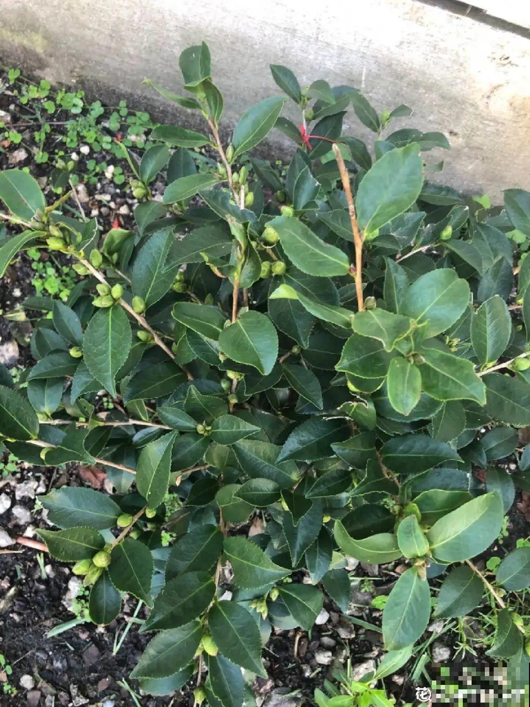 三伏天也要施肥的花，花肥喷一喷，促进开花