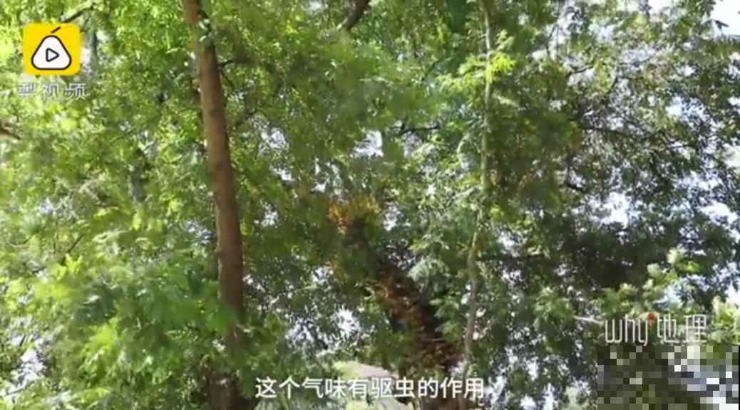 江西无蚊村,种满“驱蚊树”,一年四季没蚊子 江西无蚊村,种满“驱蚊树”,一年四季没蚊子