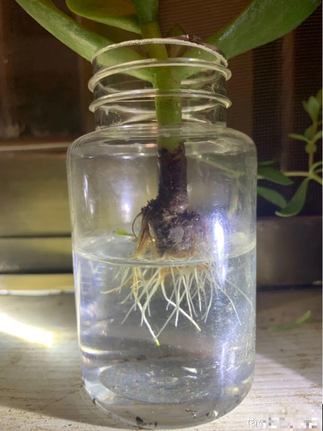 旧筷子、老干妈瓶别扔，拿来养花效果好，省下一笔养花钱