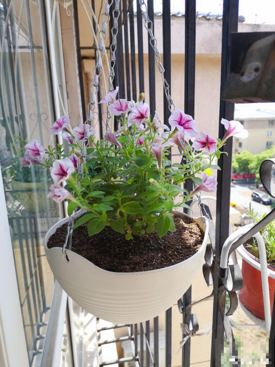 天热要修剪的花，不剪死得快，活不过夏天