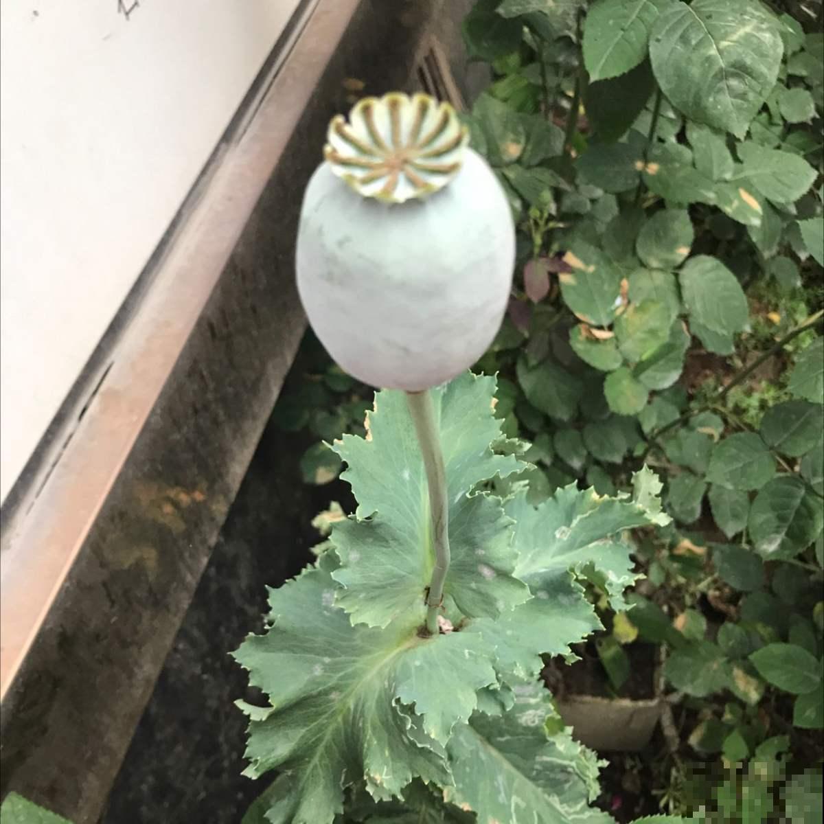 1种花一定要认识，千万不能种家里，容易惹来大麻烦