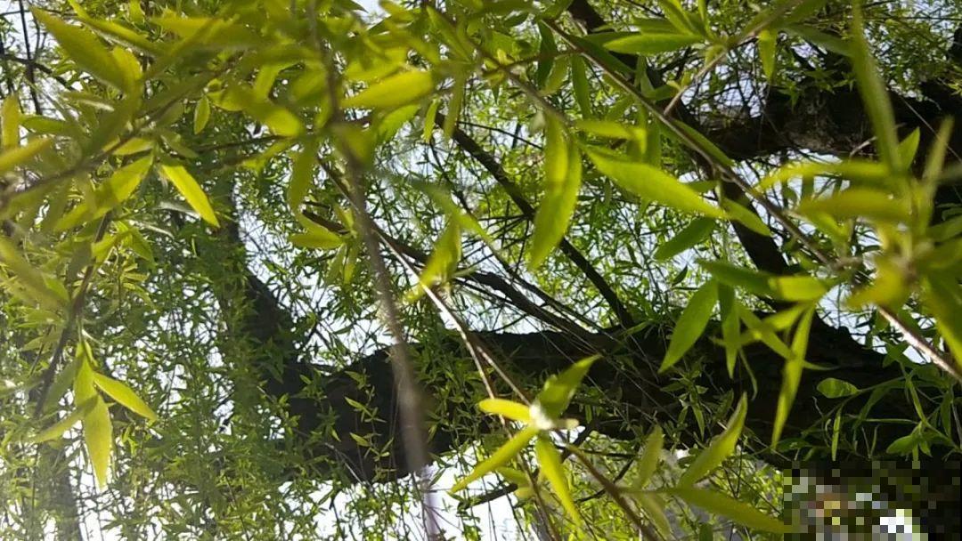 前不栽桑，后不栽柳，院中不种“鬼拍手”，是迷信还是智慧？