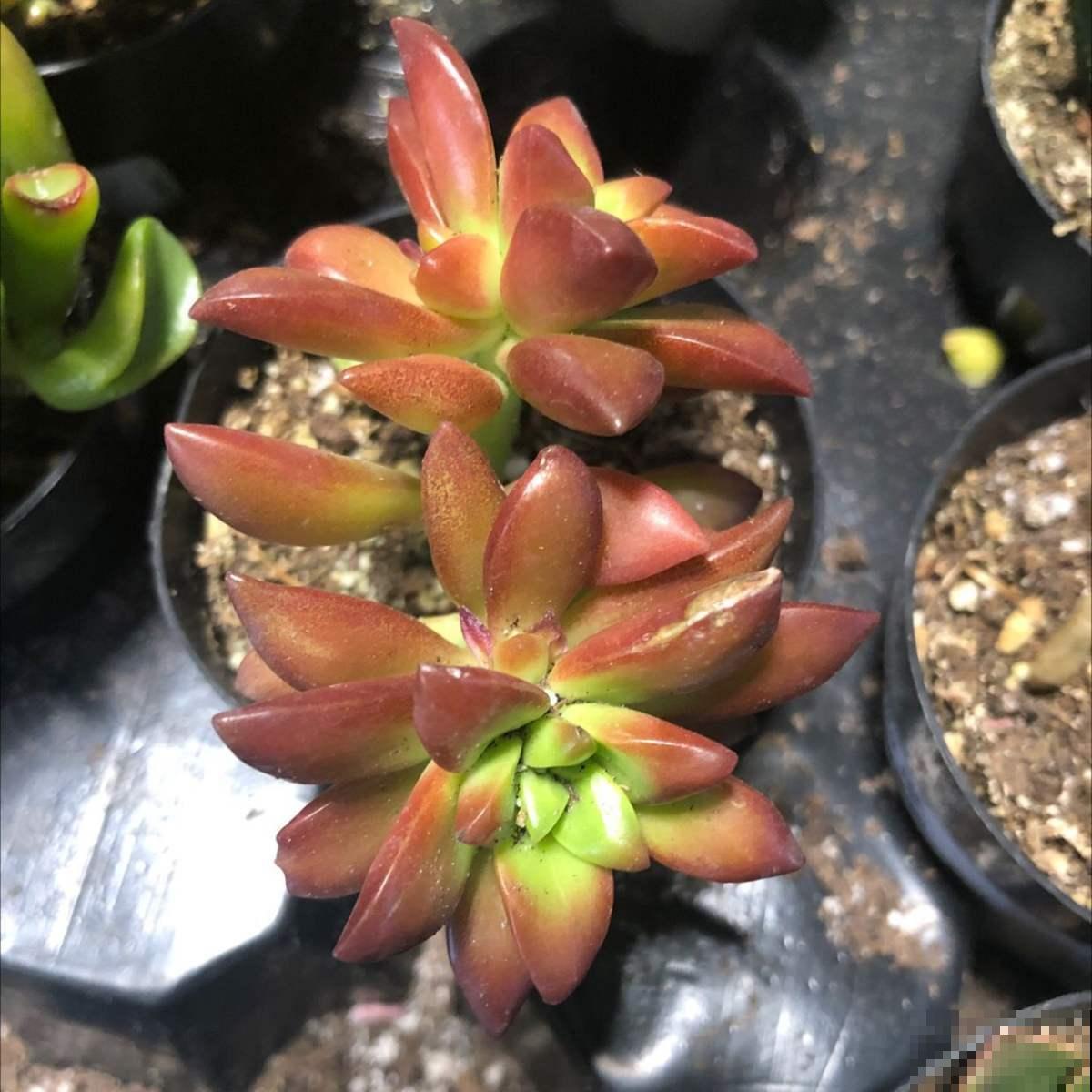 想在夏天养多肉?看看这5种,放在阳台无压力 想在夏天养多肉?看看这5种,放在阳台无压力