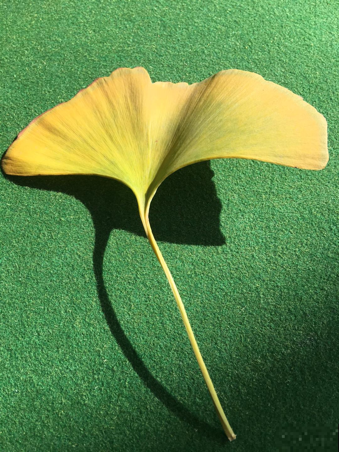 别只会风干,还有3种方法,干花一做一个成 别只会风干,还有3种方法,干花一做一个成