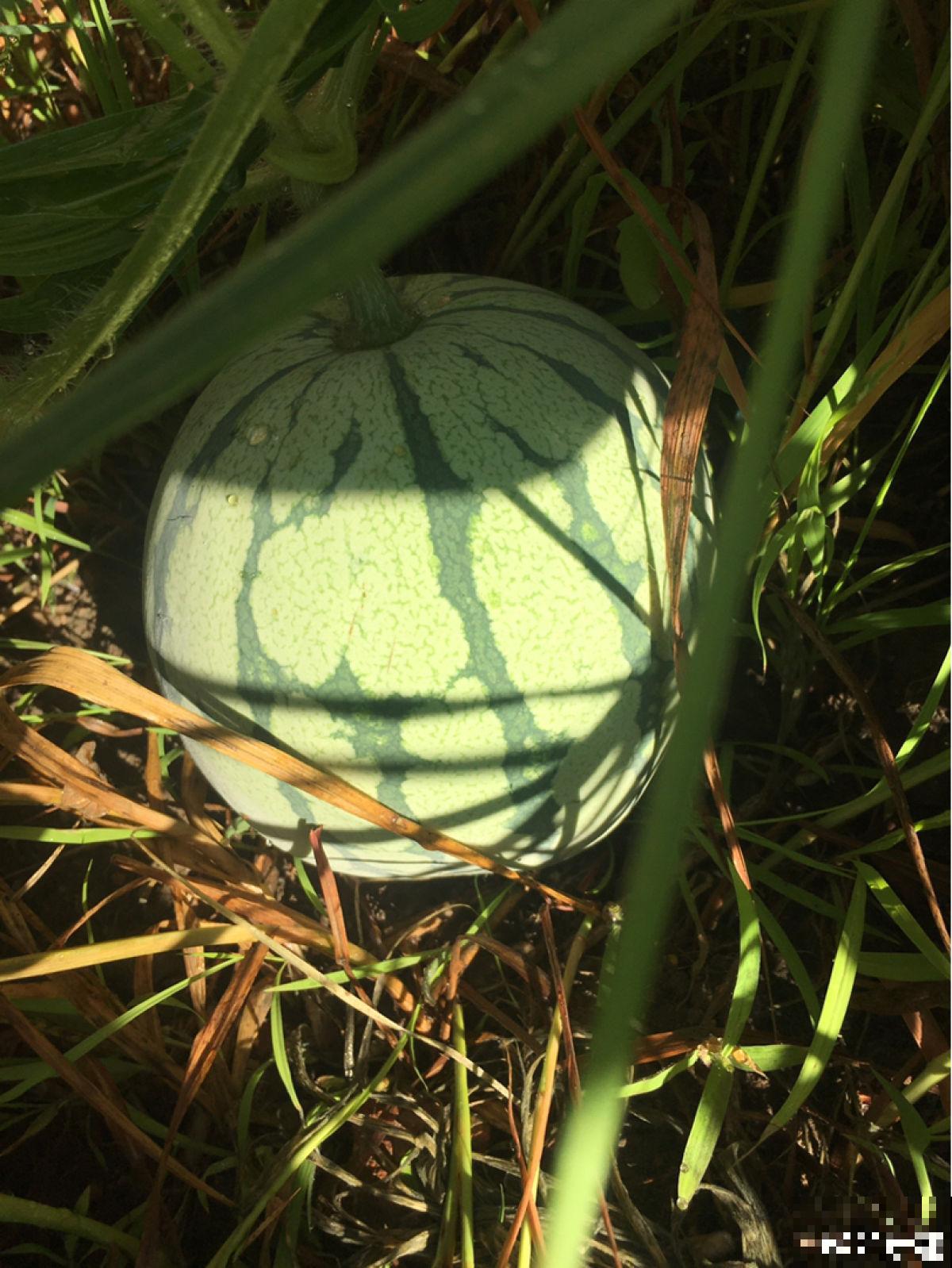 种瓜真能得瓜！学会这4步，阳台砰砰冒西瓜