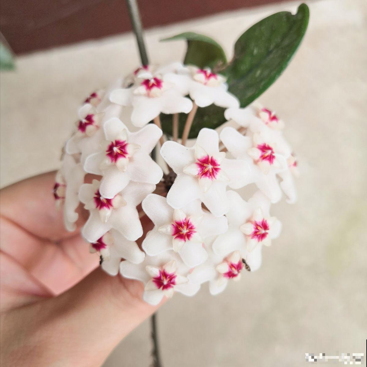 20种常见花,一句话说到浇水要点,赶紧学学 20种常见花,一句话说到浇水要点,赶紧学学