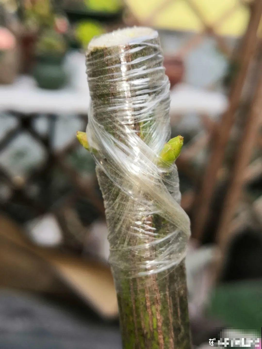 养了30年的玉树,扦插开出9色花,快来沾沾喜气 养了30年的玉树,扦插开出9色花,快来沾沾喜气