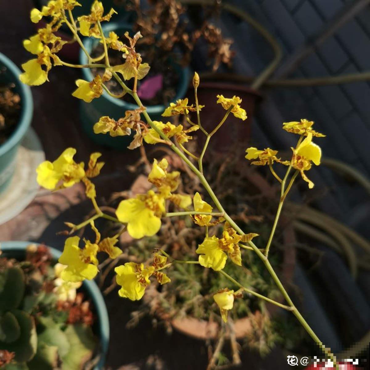 4种花,现在购买正合适,再晚一个月价格翻一倍 4种花,现在购买正合适,再晚一个月价格翻一倍