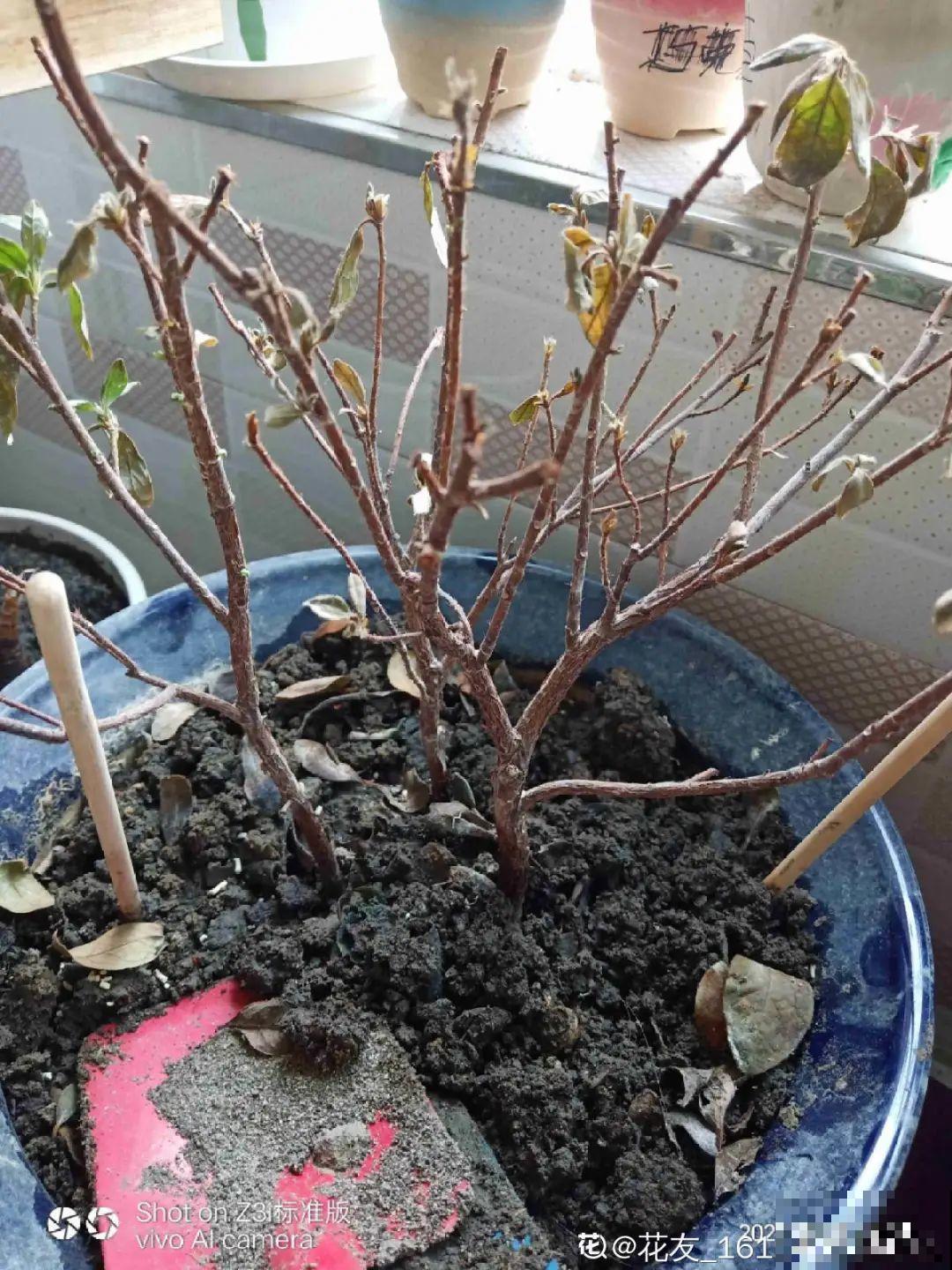 夏天养杜鹃，真是够难的，要注意6个要点