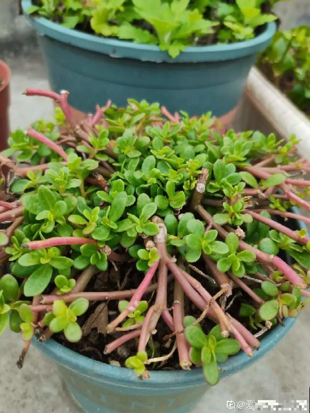 养花大神的爆花技巧，我给大家偷来了，赶紧学