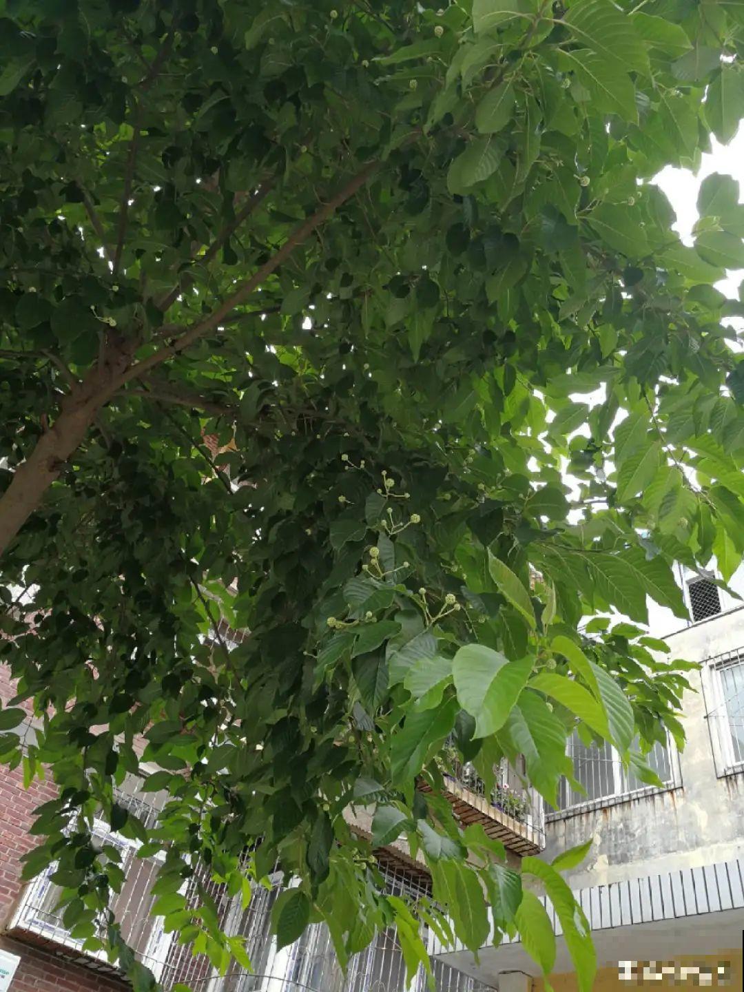 看到稀奇花，不认识的别去挖，可能会触犯法律