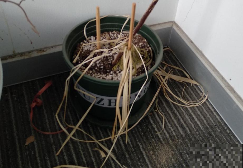 9种花,天热会“假死”,千万别丢了,秋天就苏醒 9种花,天热会“假死”,千万别丢了,秋天就苏醒