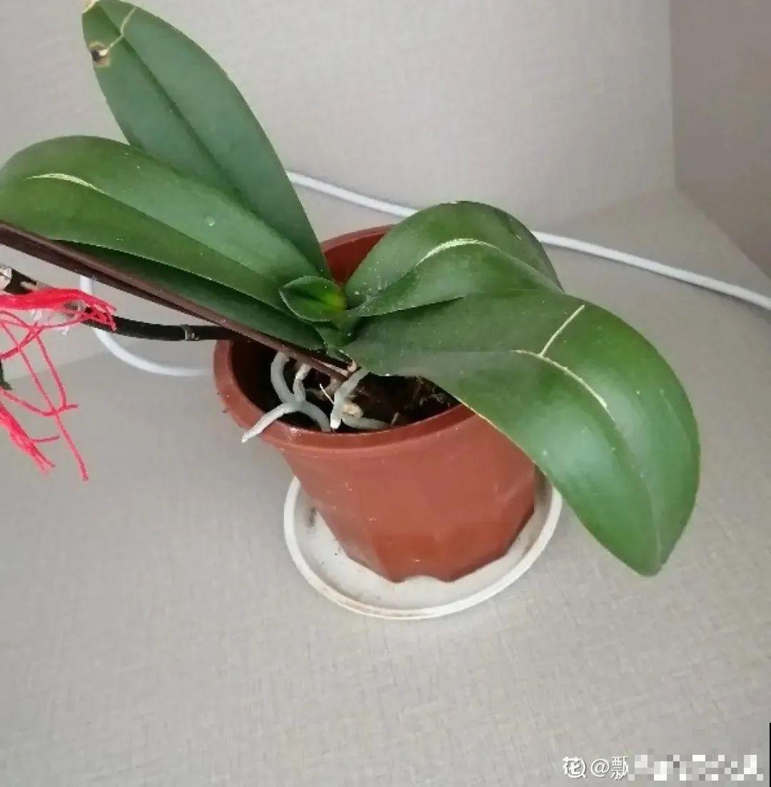 夏天养花，就怕乱浇水，千万不能积水