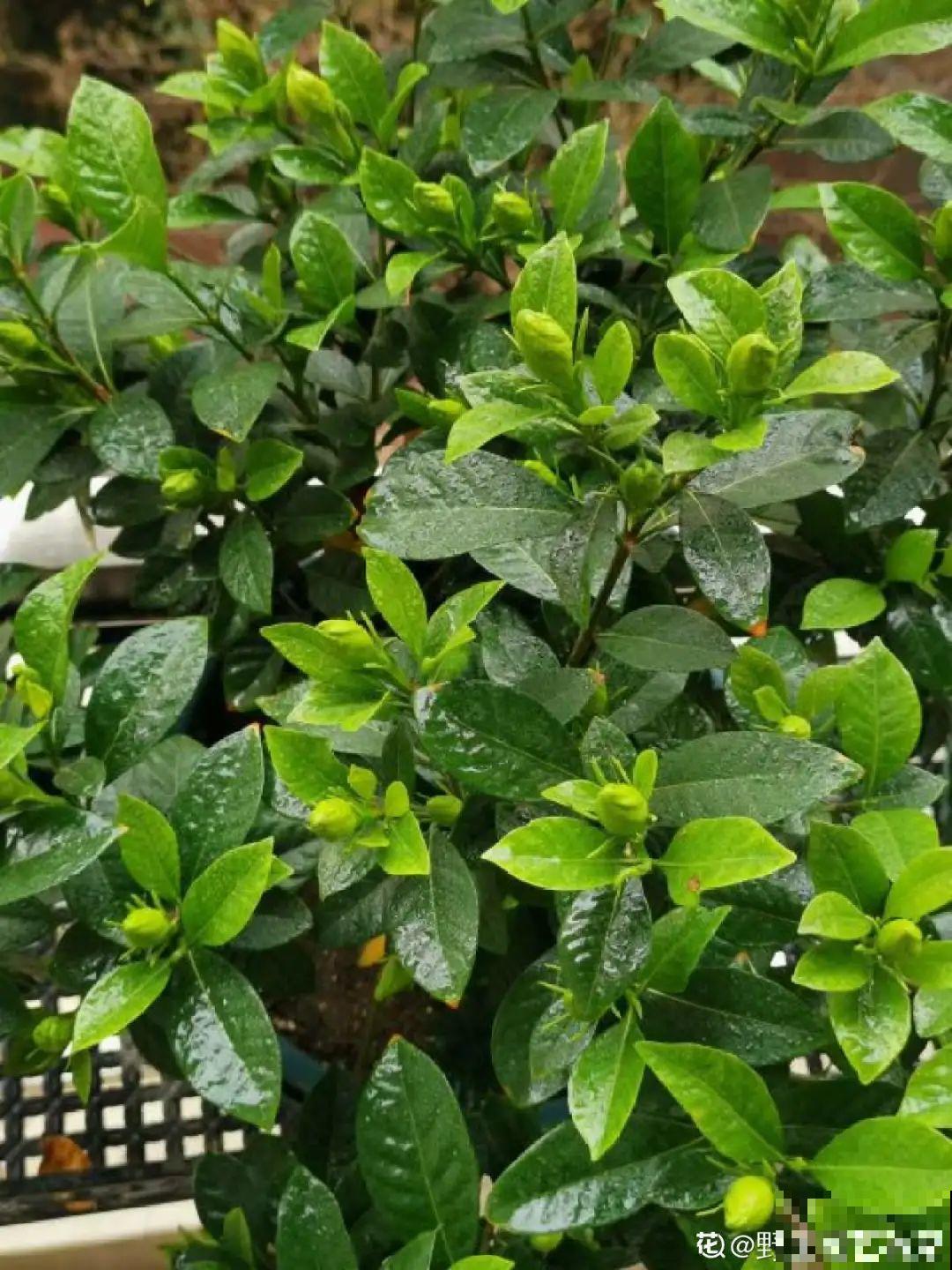 吊兰喝点淘米水，长成“爆炸头”，旺的不得了