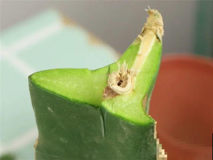 养了30年的玉树,扦插开出9色花,快来沾沾喜气 养了30年的玉树,扦插开出9色花,快来沾沾喜气