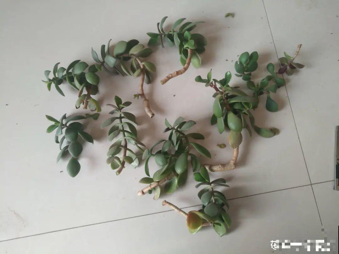 花杆子变黑，赶紧拔出来，立马换土