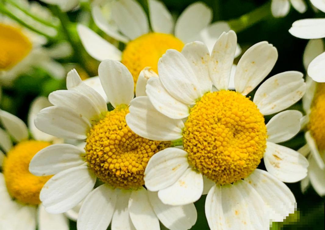 洋甘菊也能做花束?一捧洋甘菊,送给适合的TA 洋甘菊也能做花束?一捧洋甘菊,送给适合的TA