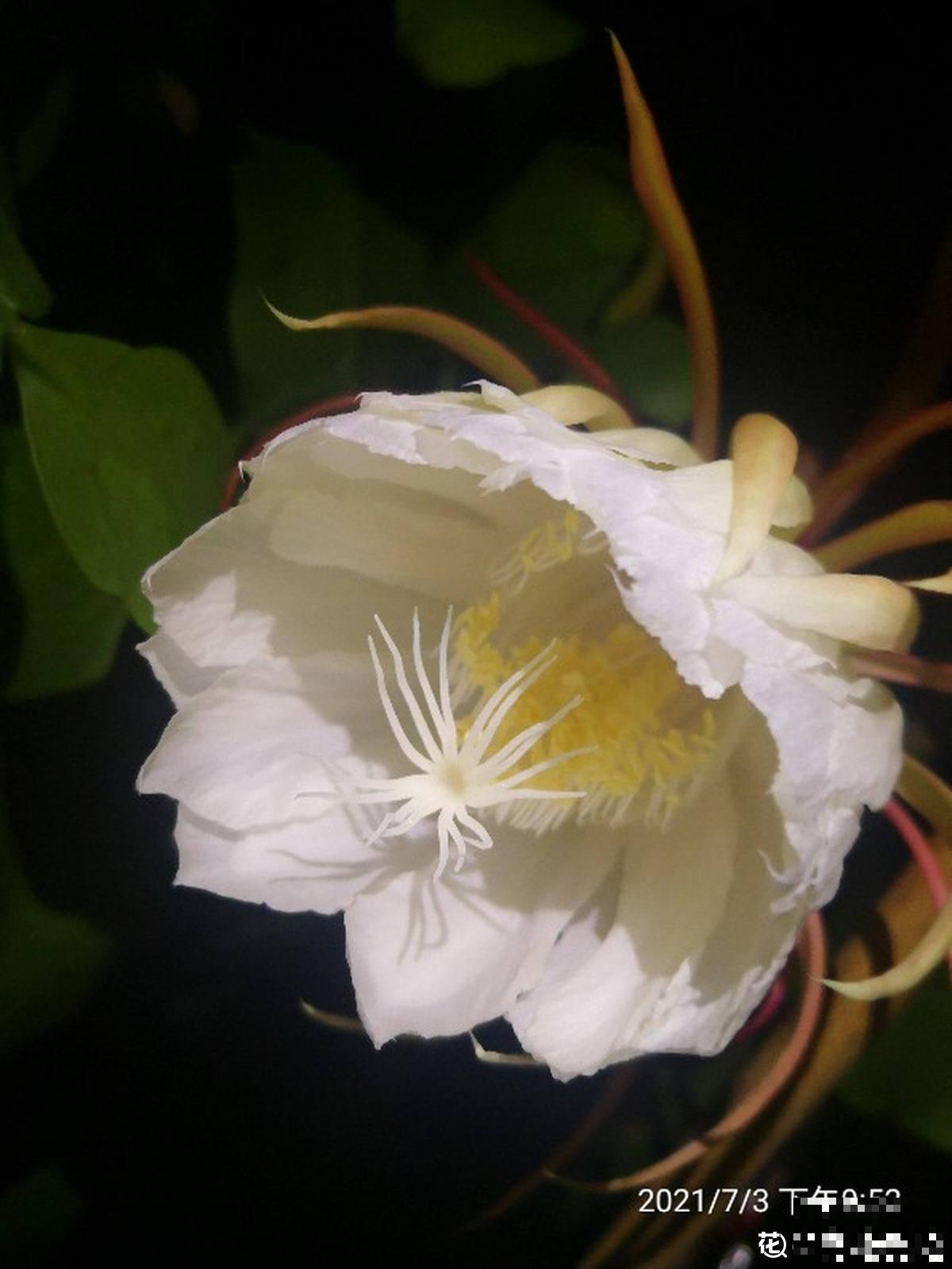 神秘莫测的昙花，秋季午夜才会开花，你见过吗