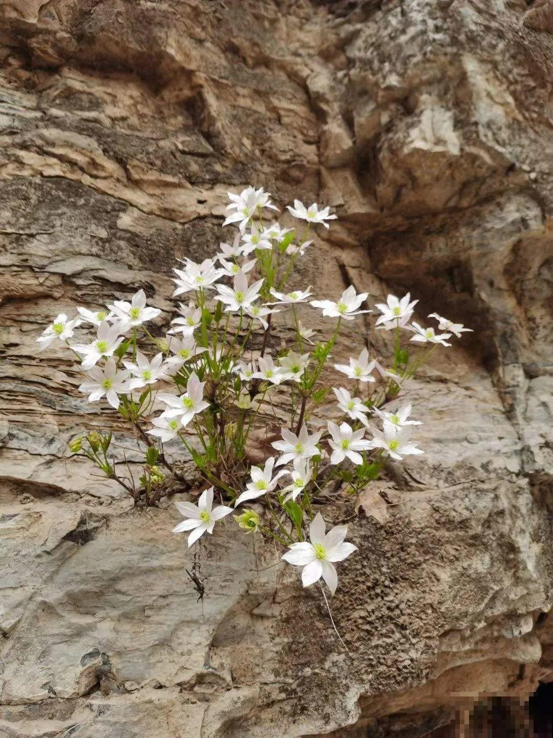 看到稀奇花，不认识的别去挖，可能会触犯法律