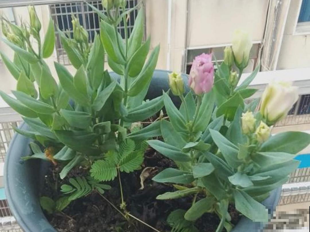 10种花并不是一次性,掌握养护要点,还能复花 10种花并不是一次性,掌握养护要点,还能复花