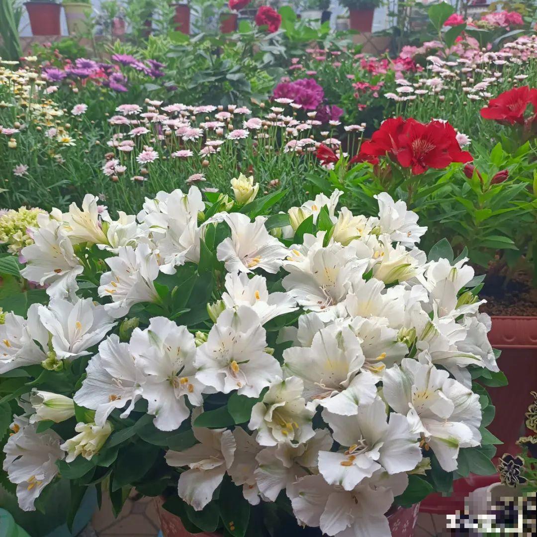 仙气飘飘的花，颜值高、花期长，养一盆不亏