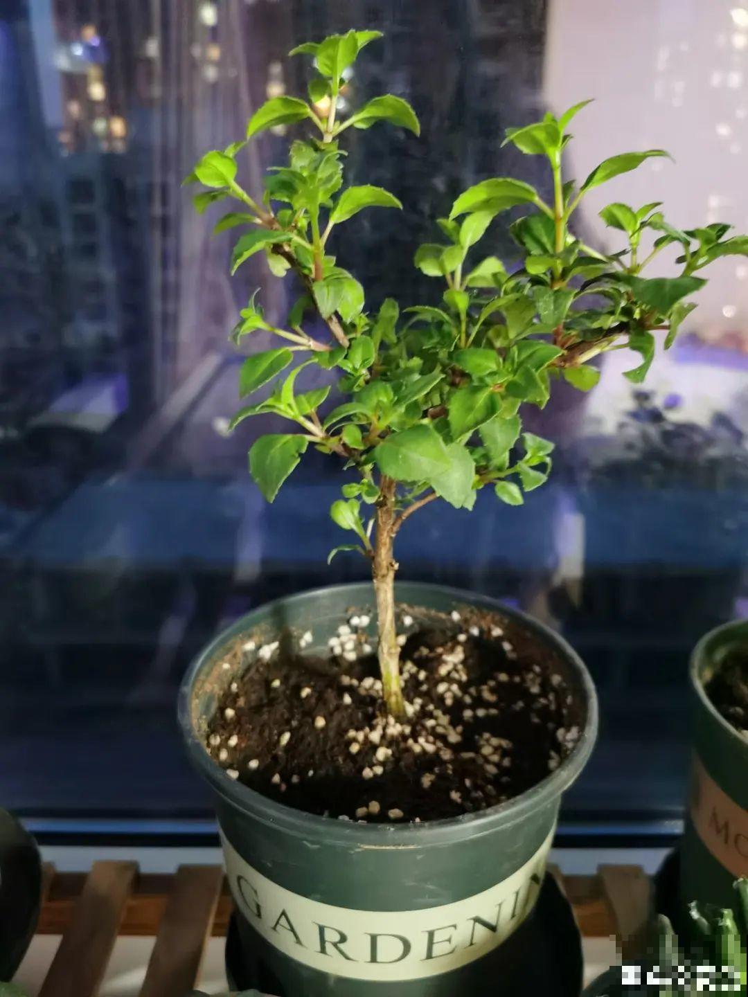 警惕秋老虎，别让你的花，度过夏天，却死在秋天