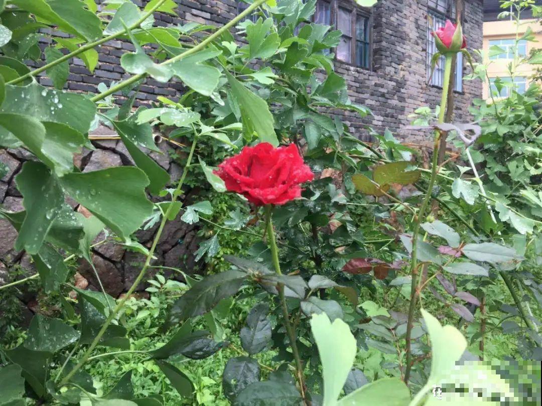 4种花别乱养，天天招虫子，越养越生气