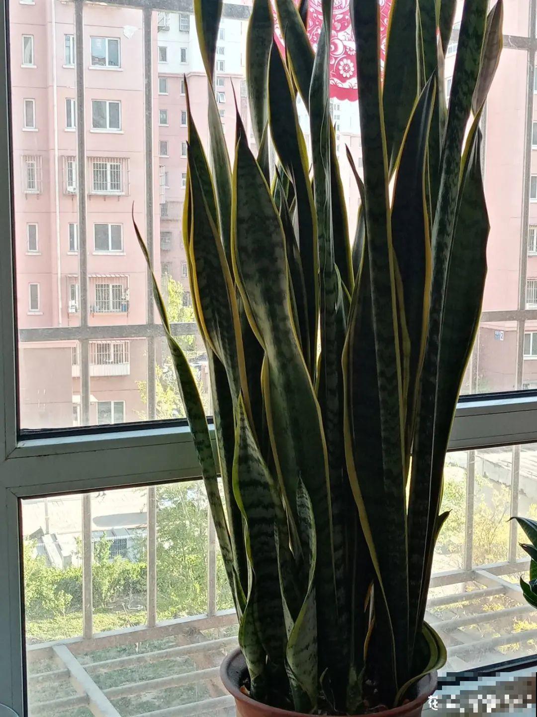 换盆时间到,换好后植物呼呼长,不换全年不开花 换盆时间到,换好后植物呼呼长,不换全年不开花