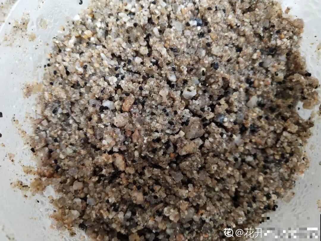 聪明人养4种花,一定记得收种子,多的能赚钱 聪明人养4种花,一定记得收种子,多的能赚钱