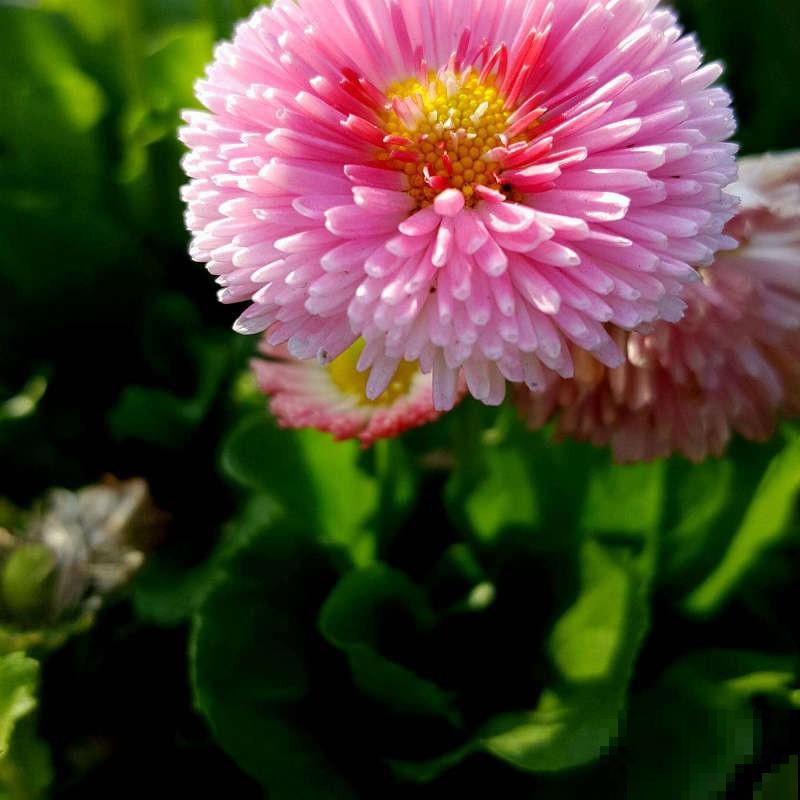 炎炎夏日，要想养花省心，非小雏菊莫属