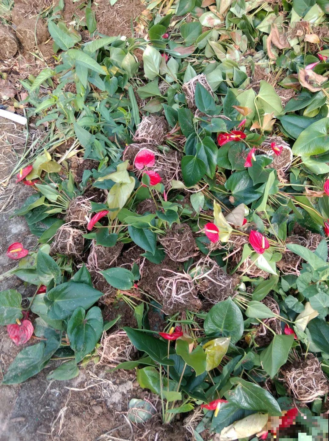 平时的“贵货花”,路边扔了一卡车,赶紧捡回家 平时的“贵货花”,路边扔了一卡车,赶紧捡回家