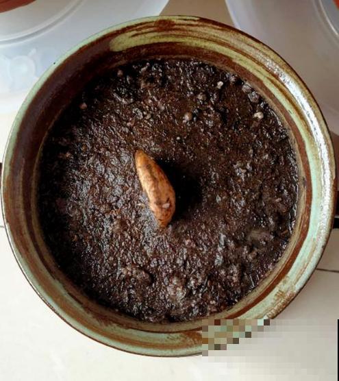 不用买种子，吃完就能种，还你一棵芒果树