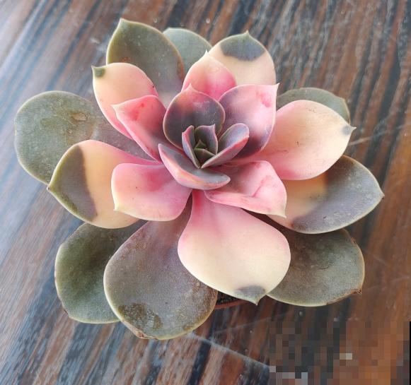 秋天“花骗子”真多,看到这4种花要谨慎,小心上当受骗 秋天“花骗子”真多,看到这4种花要谨慎,小心上当受骗