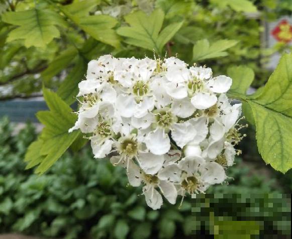 山楂都能在家养了？5个养护步骤，冰糖葫芦能管够