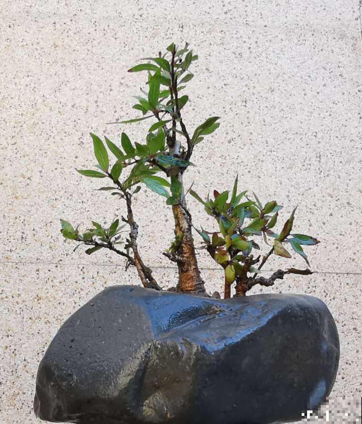 杨梅加“水”，就能做盆景，5个步骤，打造高雅水杨梅盆景