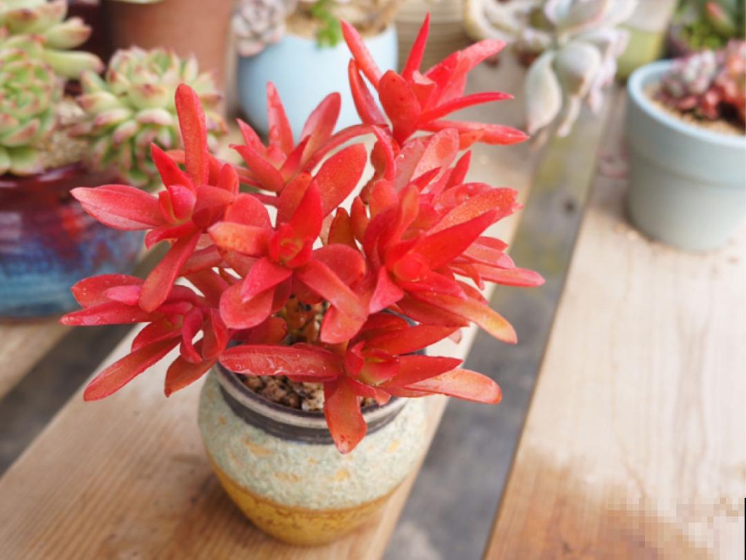 4种色系多肉，每一款都超有品位，你喜欢哪种？