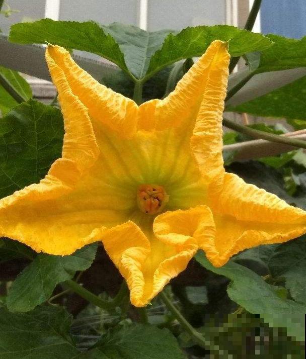 8种蔬菜花，农村人都认识，城里人基本不认识