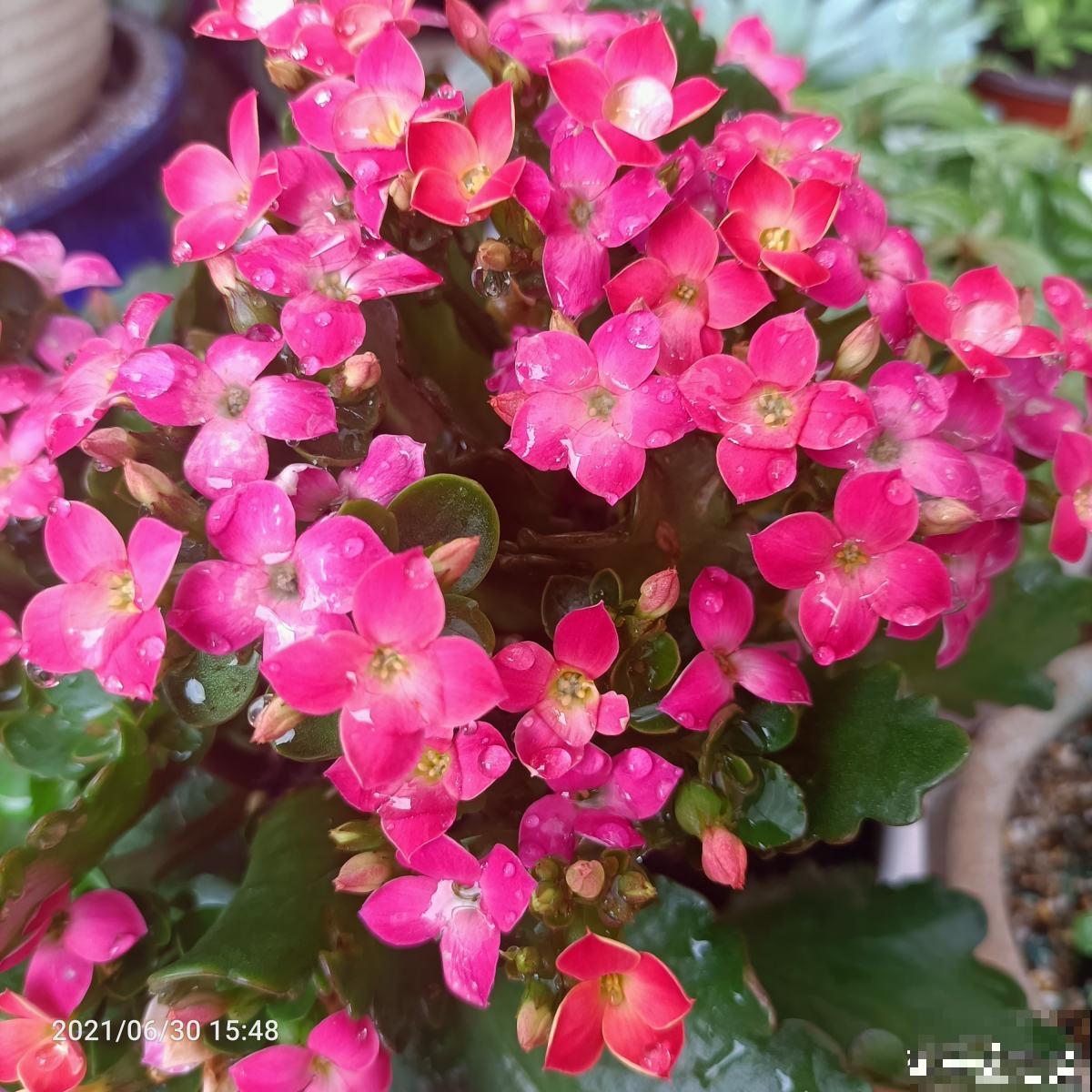 4种花,现在购买正合适,再晚一个月价格翻一倍 4种花,现在购买正合适,再晚一个月价格翻一倍