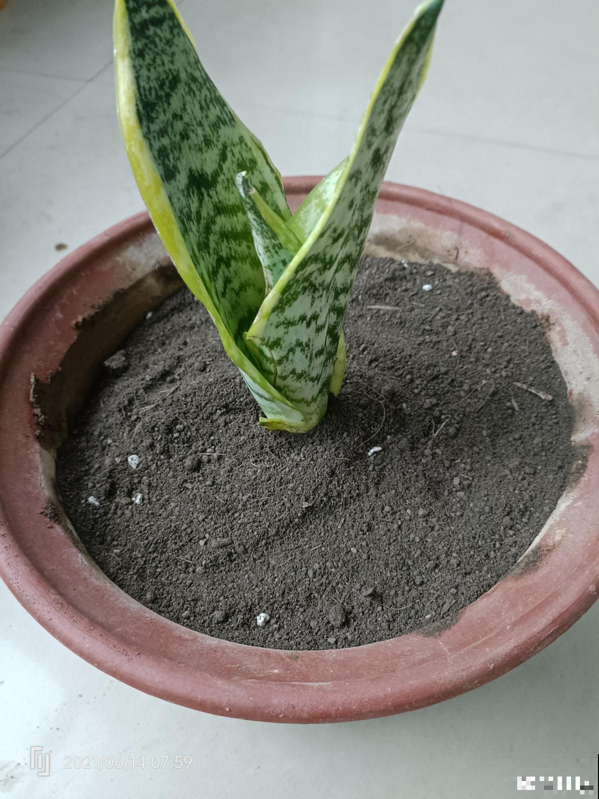 秋天养护虎尾兰,3个要点要注意,冒出满盆“小钢芽” 秋天养护虎尾兰,3个要点要注意,冒出满盆“小钢芽”