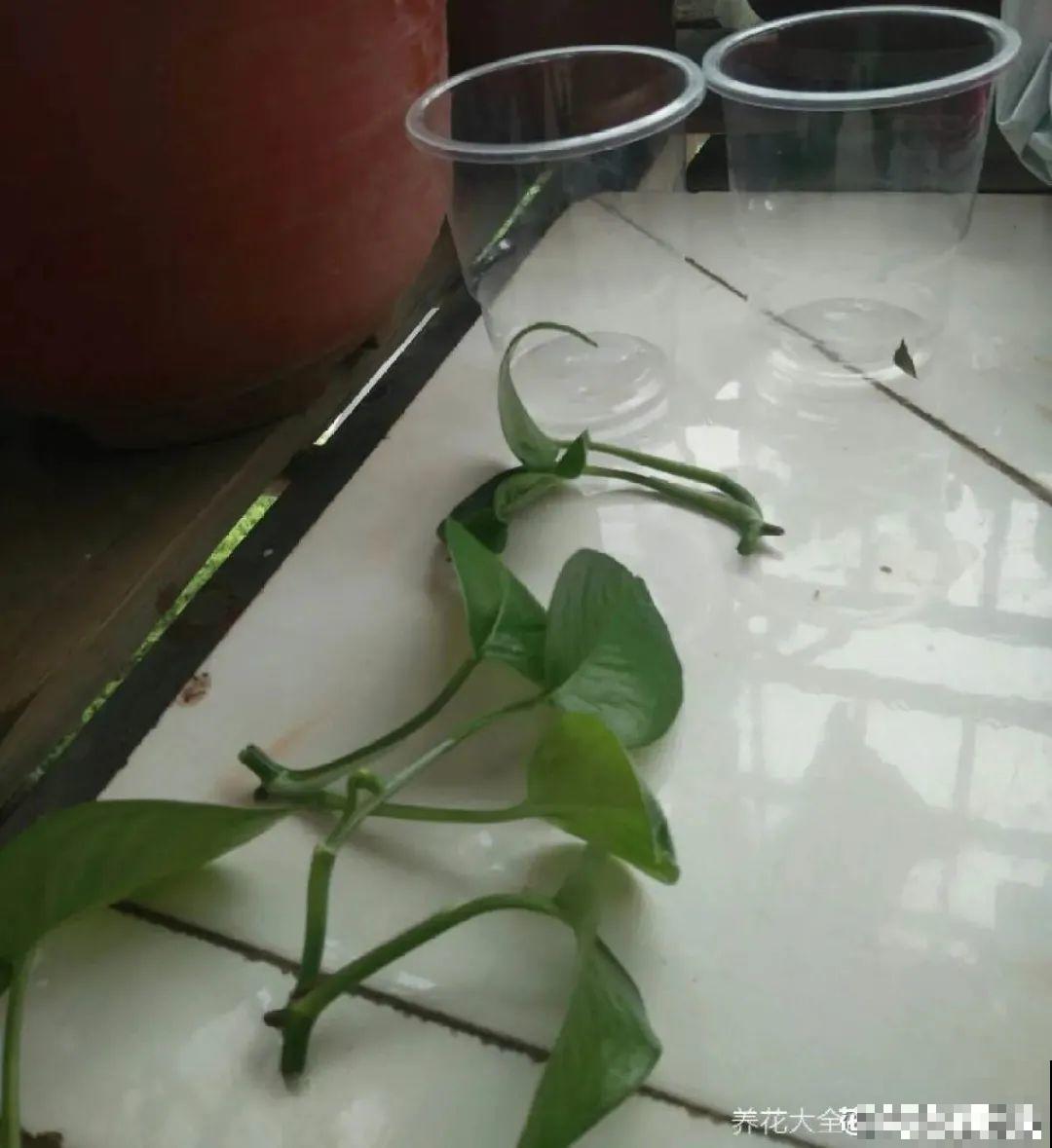 8种花，越热越扦插，大白根呼呼冒