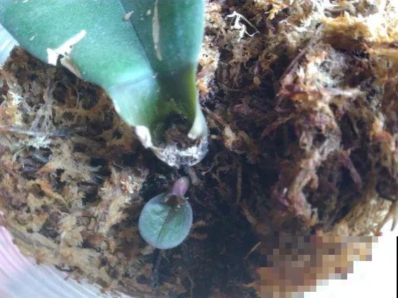 警惕秋老虎，别让你的花，度过夏天，却死在秋天