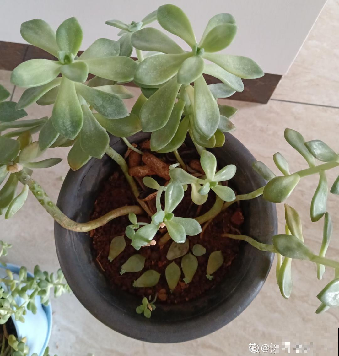 茉莉一长高就剪，别舍不得， 剪对了能快速复花