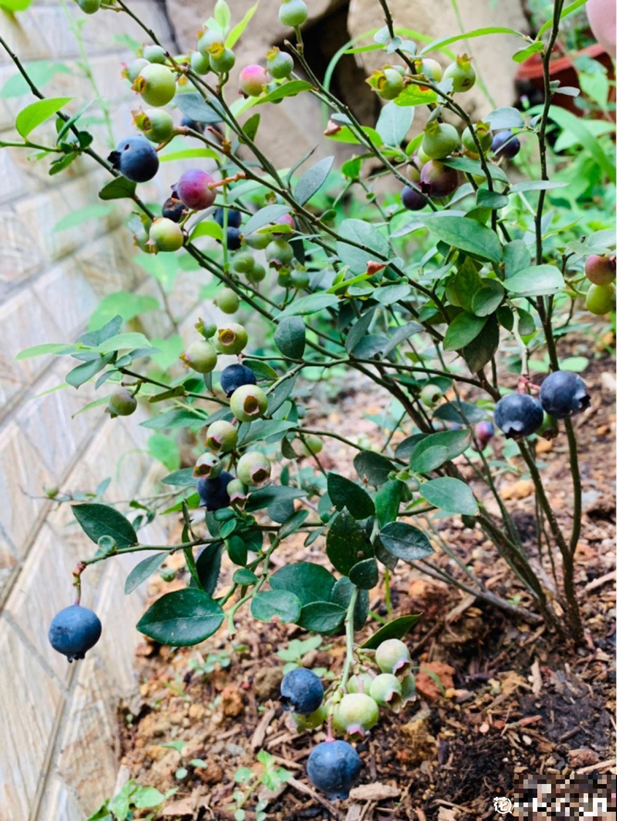 告别超市蓝莓，种一棵盆栽蓝莓，在家也能免费吃