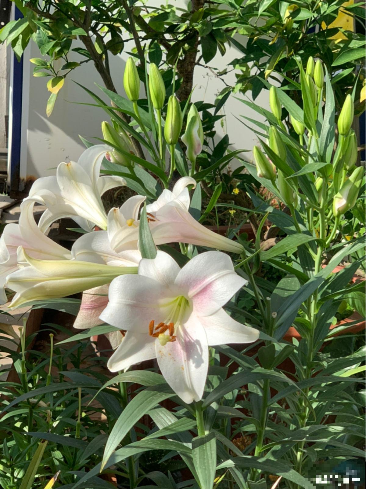 因为一盆花，丈夫和我大吵一架，爱花香有什么错