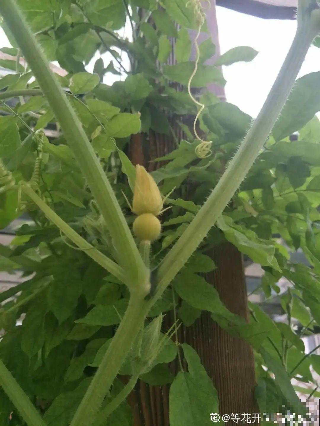 家门口的木槿花，裹上面炸一炸，外酥里嫩香喷喷